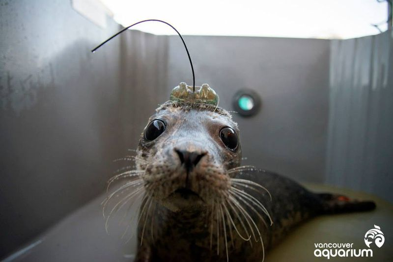 Illustration for article titled Loose Seals! Adorable Baby Seals Released